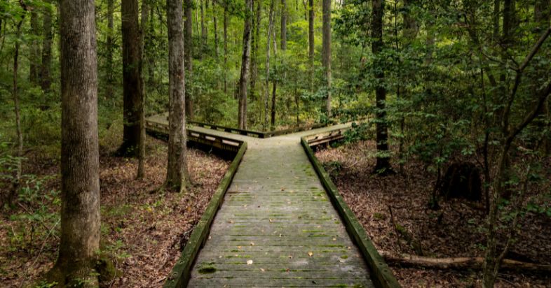 Drumul in viata vocatia directia decizii